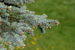 Weihnachtsbäume